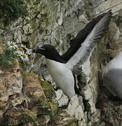 Razorbill