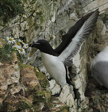 Pingouin torda