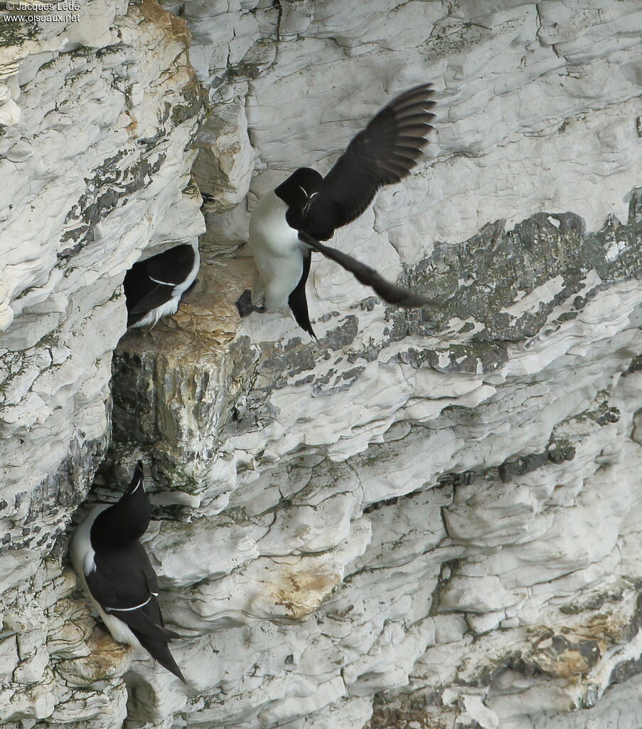 Razorbill