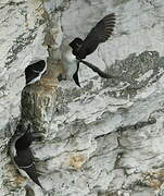 Razorbill