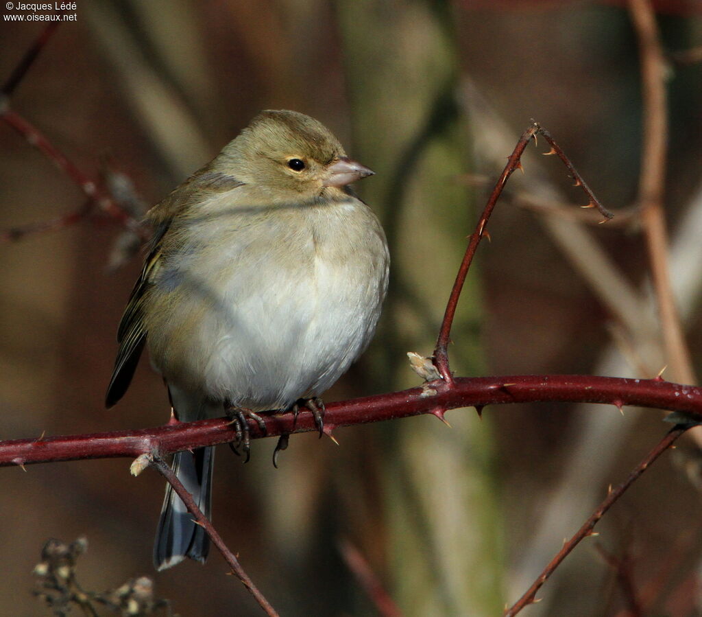 Common Chaffinch