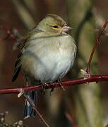 Eurasian Chaffinch