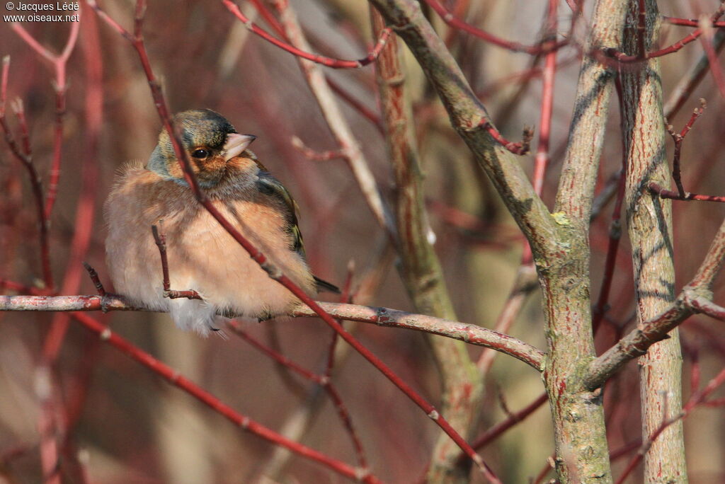 Common Chaffinch