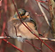 Eurasian Chaffinch