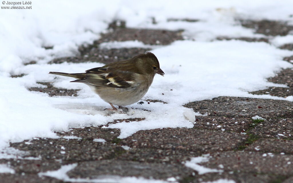 Eurasian Chaffinch