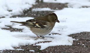 Eurasian Chaffinch