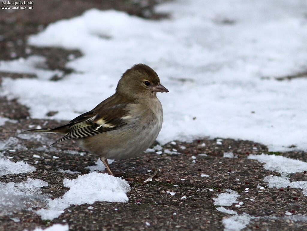 Common Chaffinch