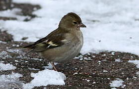 Eurasian Chaffinch