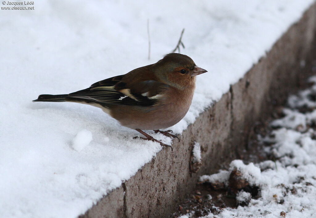 Common Chaffinch