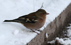 Eurasian Chaffinch