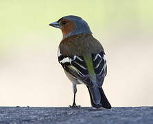 Eurasian Chaffinch