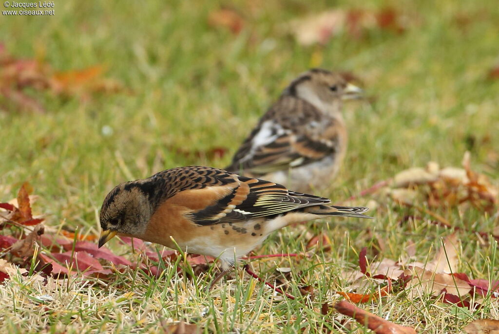 Brambling