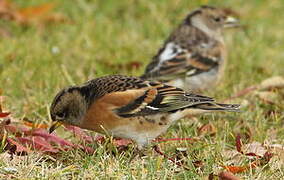 Brambling