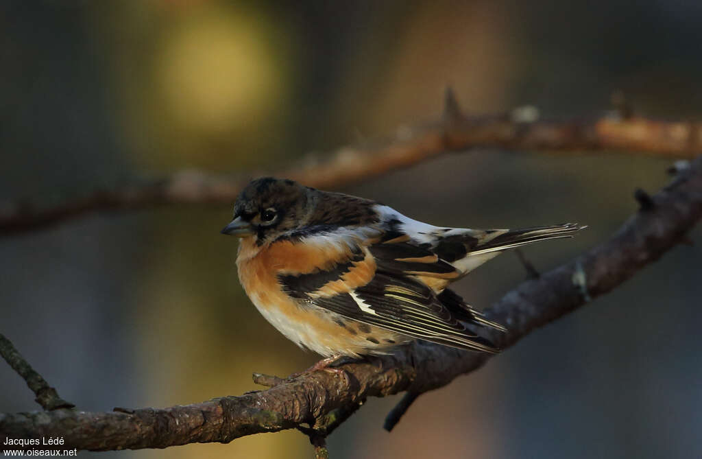 Brambling male adult transition, identification