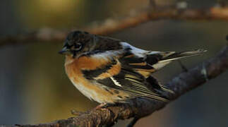 Brambling