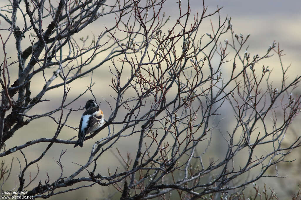 Brambling male adult, habitat, pigmentation