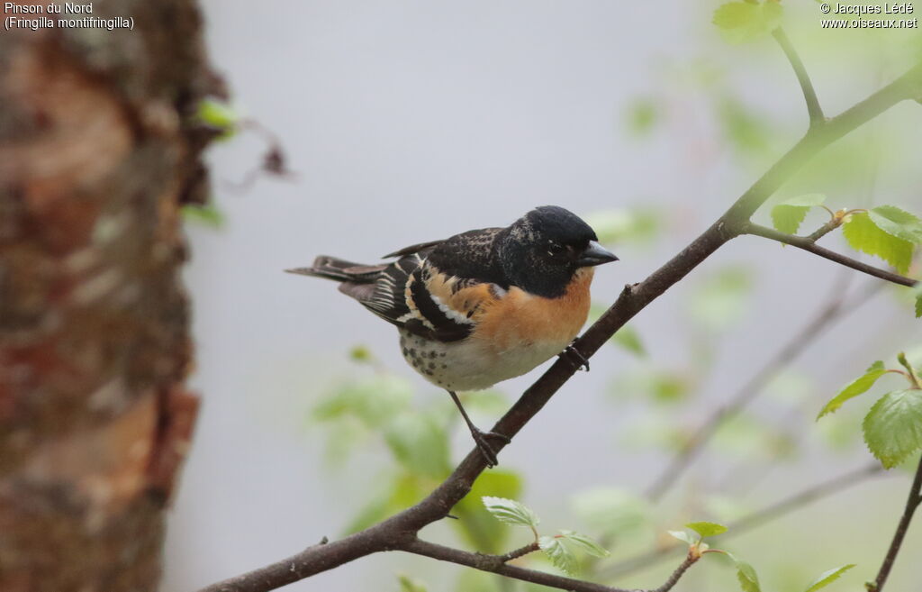 Brambling