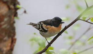 Brambling