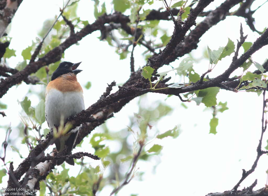 Pinson du Nord mâle adulte, habitat, chant