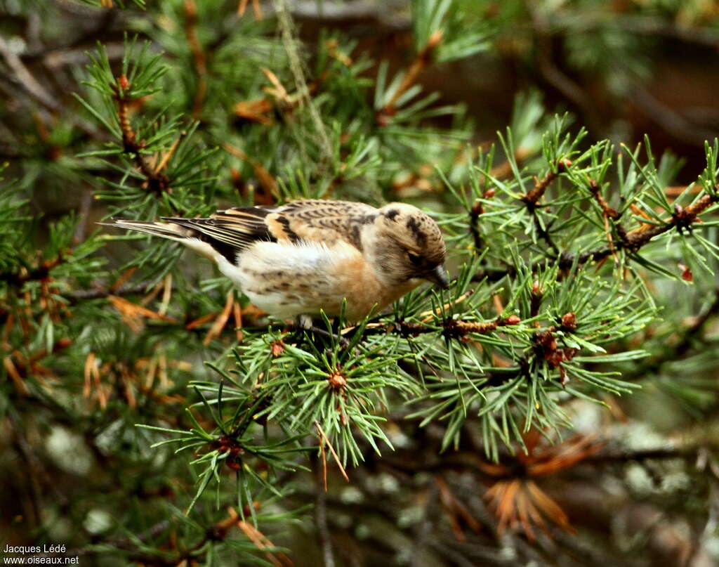 Pinson du Nordjuvénile, identification