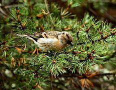 Brambling