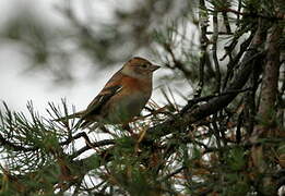 Brambling