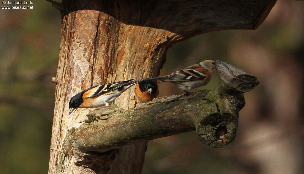 Brambling