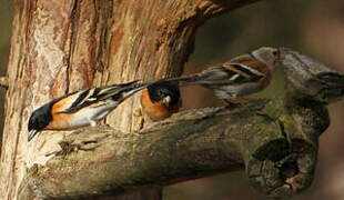 Brambling