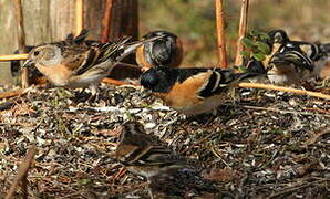 Brambling