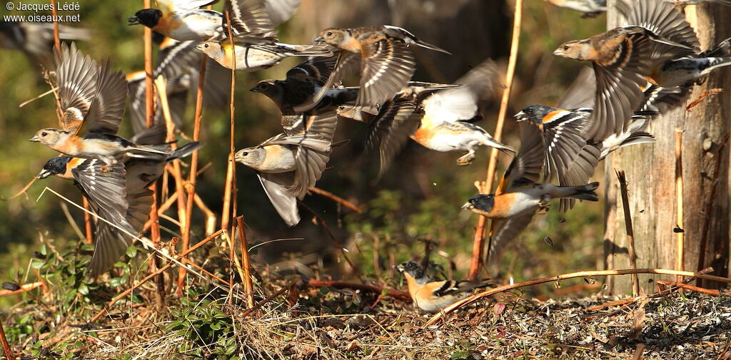 Brambling