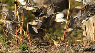 Brambling