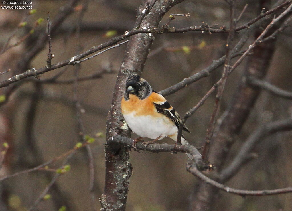 Brambling