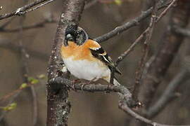 Brambling