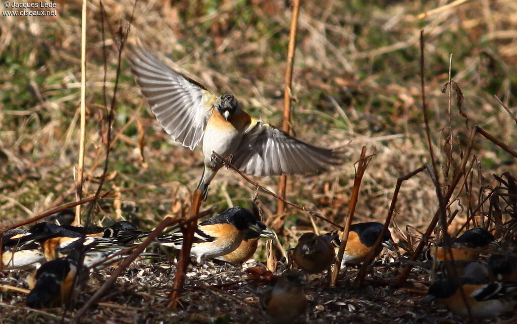 Brambling