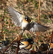 Brambling