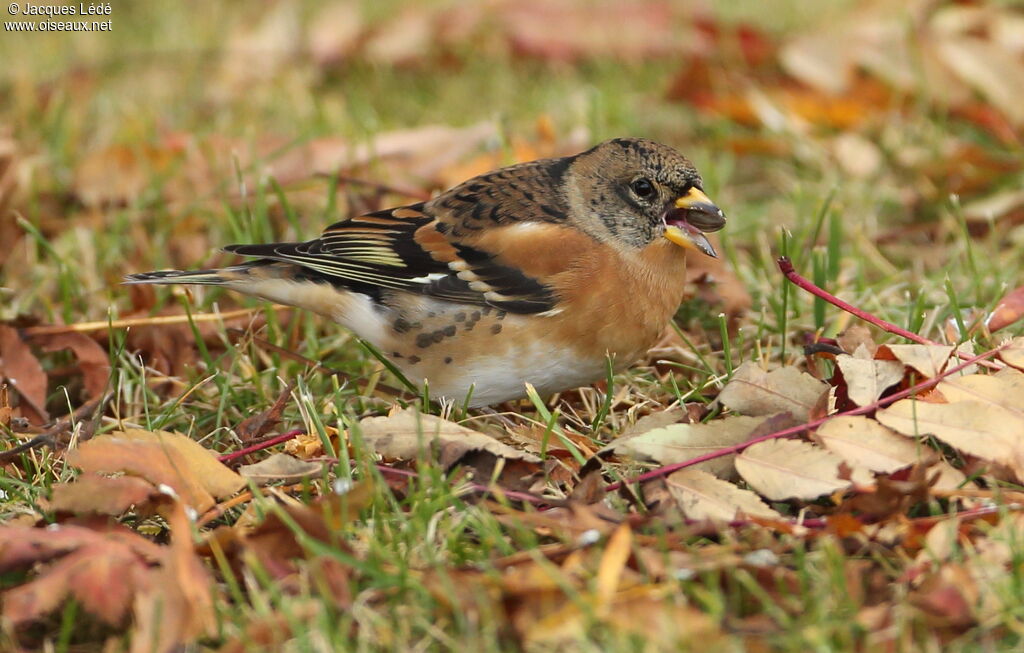 Brambling