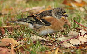 Brambling