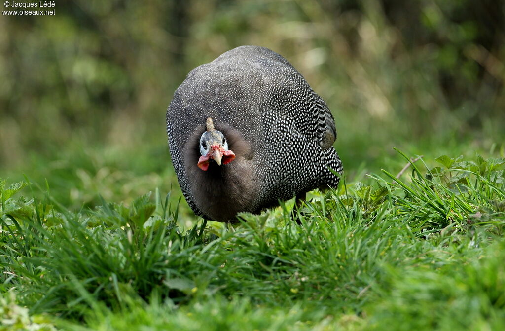 Helmeted Guineafowl