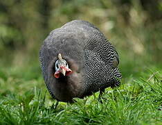 Helmeted Guineafowl