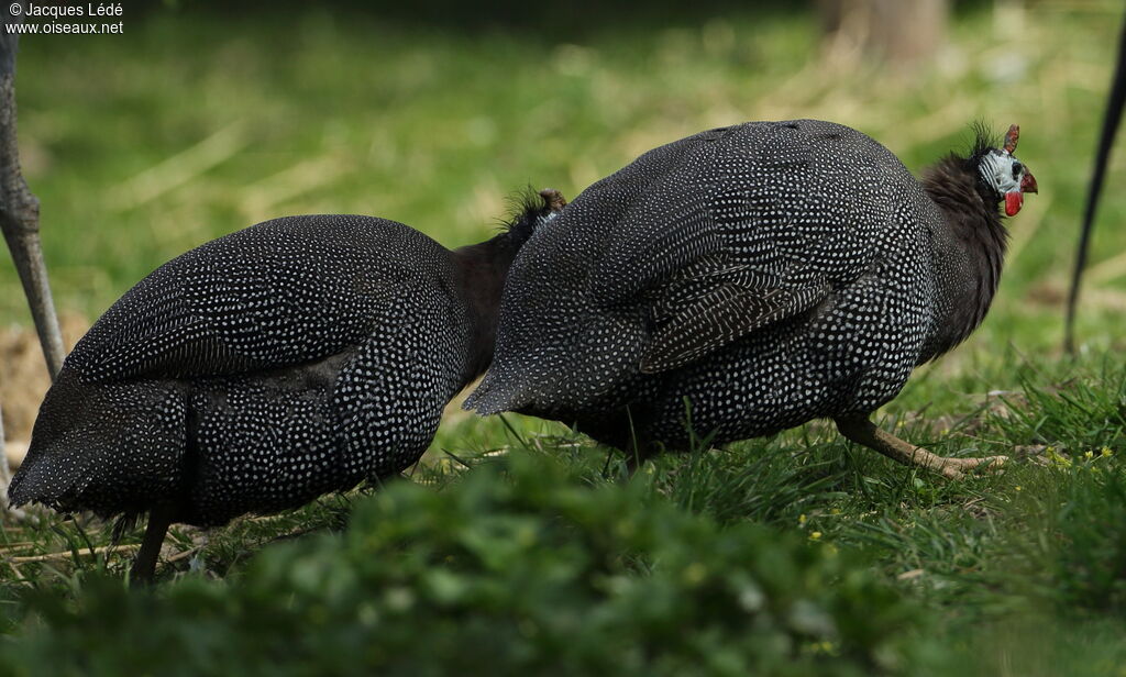 Helmeted Guineafowl