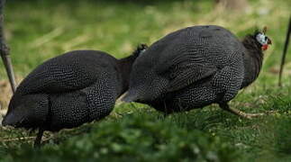 Helmeted Guineafowl