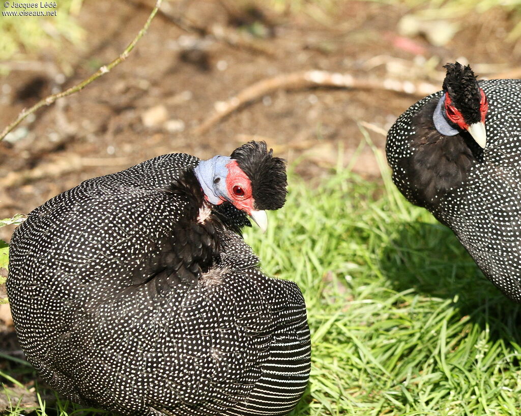 Eastern Crested Guineafowl