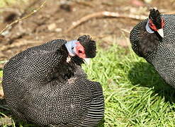 Crested Guineafowl