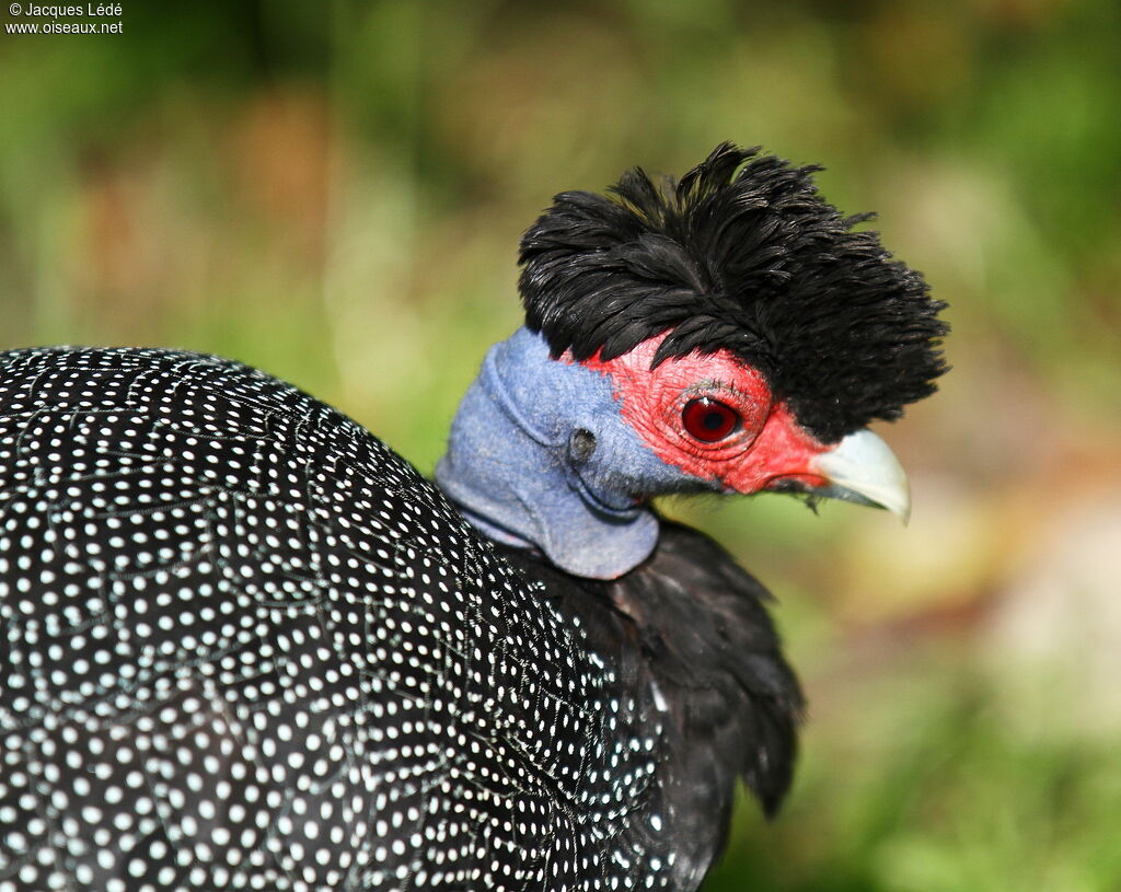 Crested Guineafowl