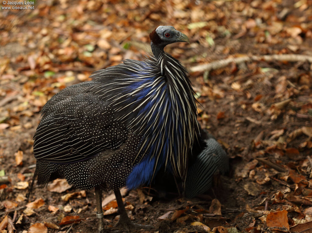 Vulturine Guineafowl