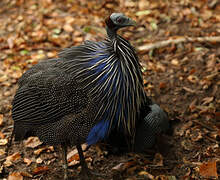 Vulturine Guineafowl