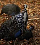 Vulturine Guineafowl