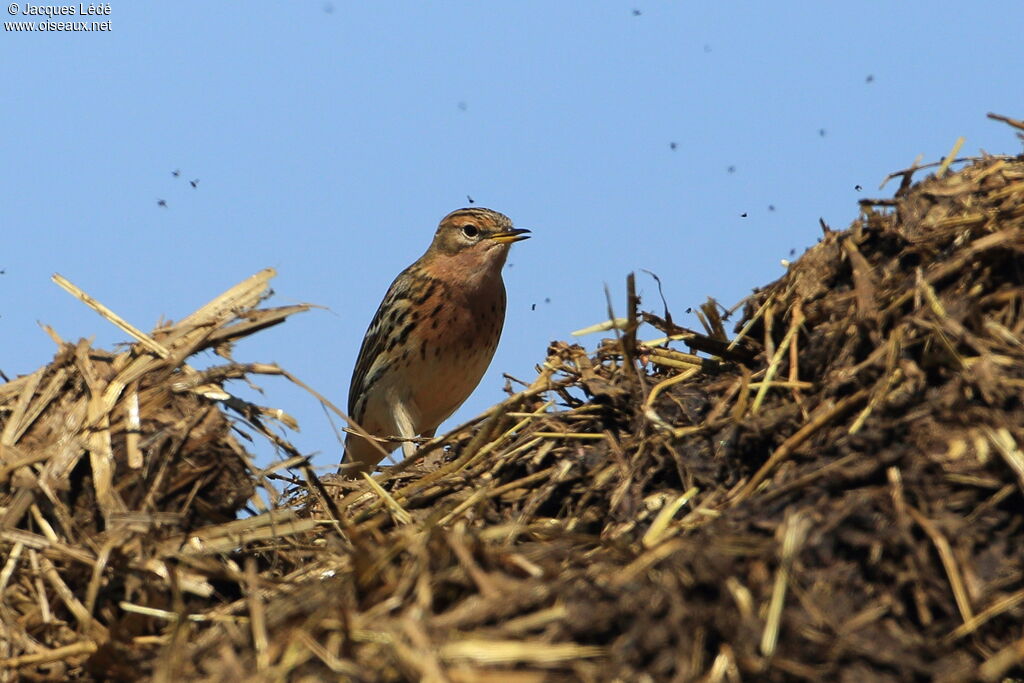 Pipit à gorge rousse