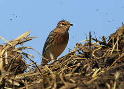 Red-throated Pipit