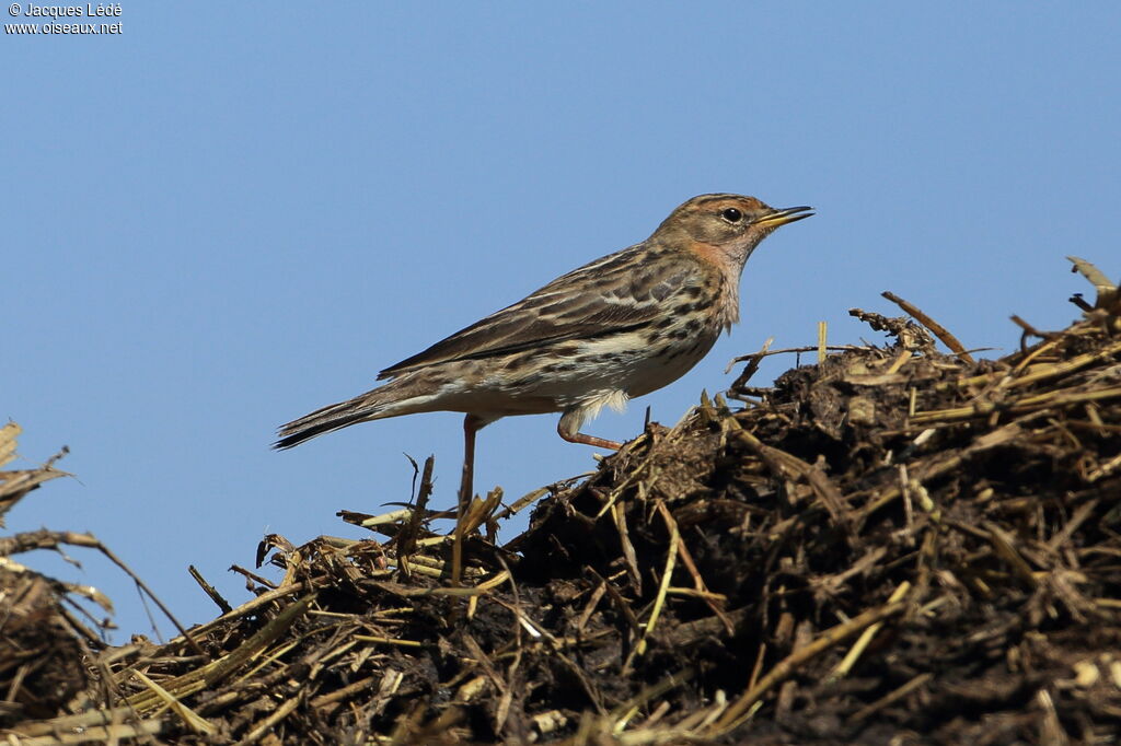 Red-throated Pipit